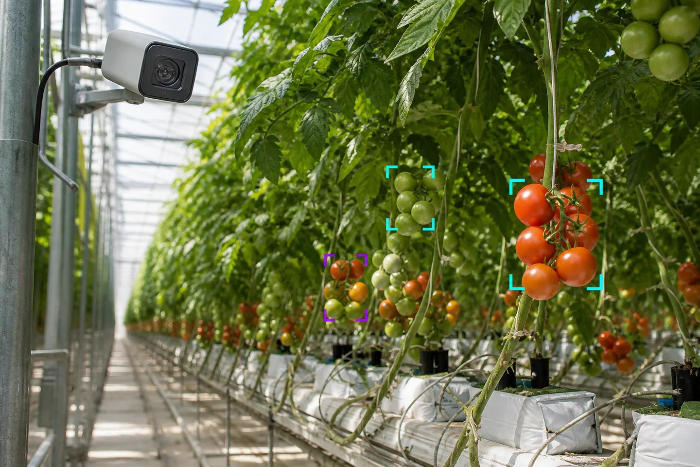 Computer vision camera monitoring tomato growth stages in a greenhouse